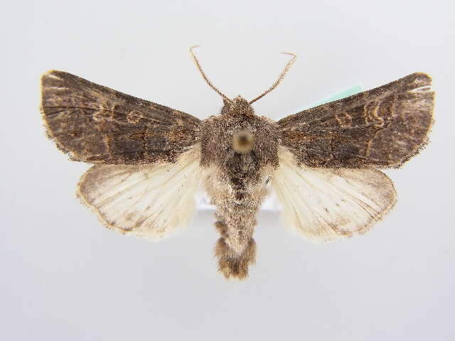 Image of hedge rustic