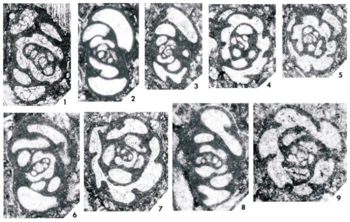 Image of Carbotarima postfinitima Brenckle 2004