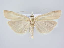 صورة Catoptria