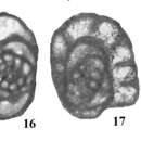 Image of Praeostaffellina macdonaldensis Cózar, Somerville & Burgess 2008