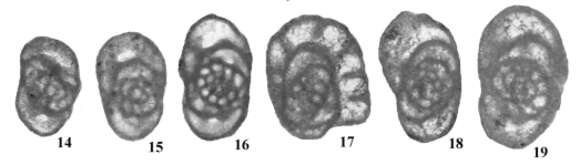 Image de Praeostaffellina macdonaldensis Cózar, Somerville & Burgess 2008