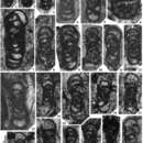 Endostaffellopsis umbilicata Cózar, Somerville, Sanz-López & Blanco-Ferrera 2016的圖片