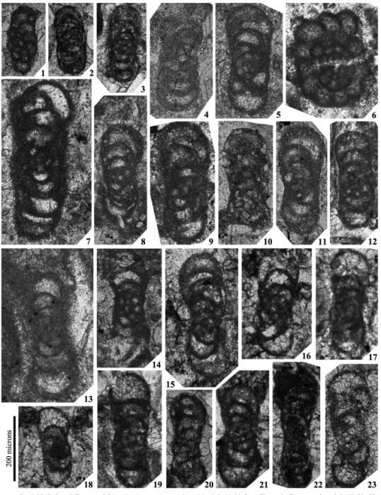 Image de Endostaffellopsis umbilicata Cózar, Somerville, Sanz-López & Blanco-Ferrera 2016