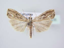 صورة Catoptria