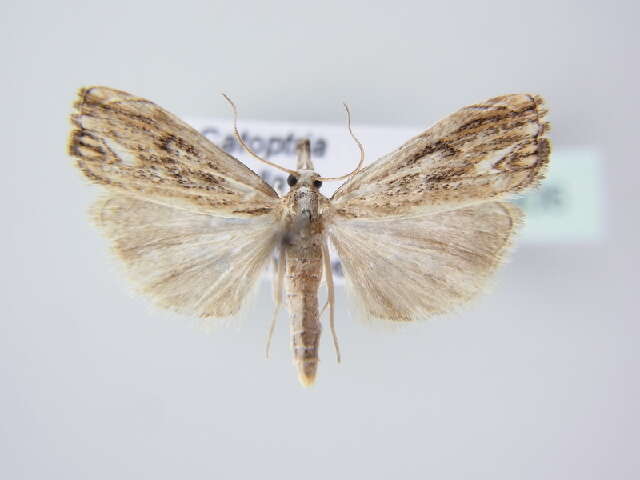 صورة Catoptria