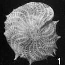 Image of Elphidium cavispinum Di Geronimo 1972