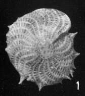 Image of Elphidium cavispinum Di Geronimo 1972