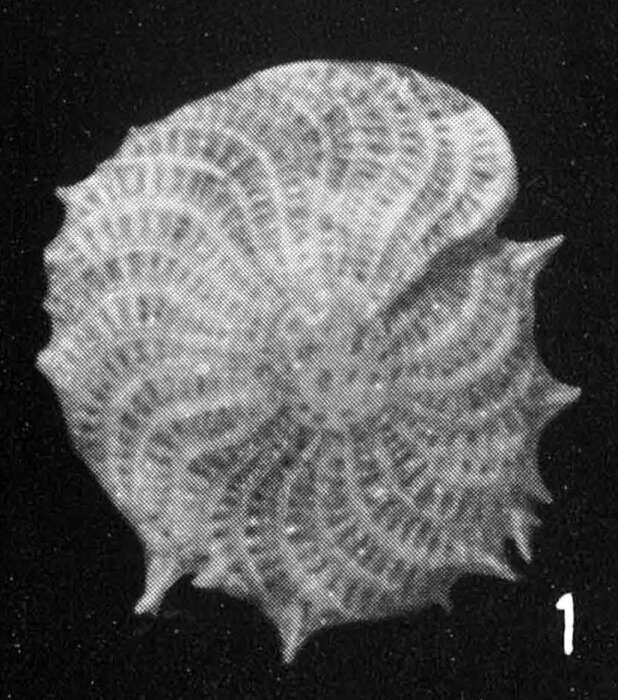 Image of Elphidium cavispinum Di Geronimo 1972