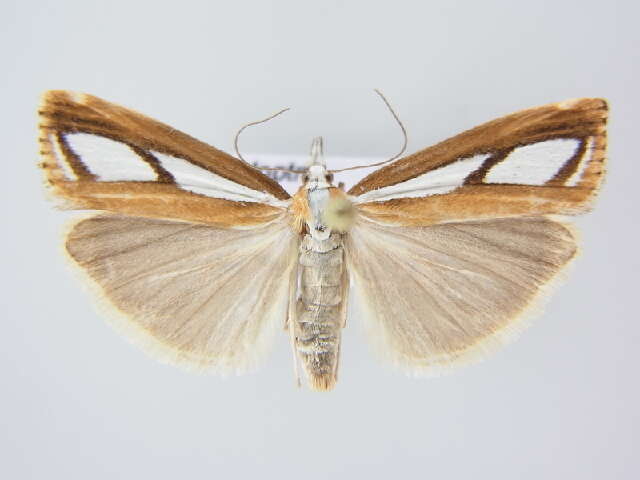 صورة Catoptria