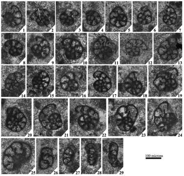 Vachardites spinosus Cózar, Somerville, Sanz-López & Blanco-Ferrera 2016的圖片