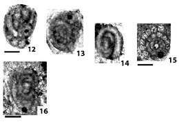 Image de Grovesella tabasensis Davydov & Arefifard 2007