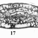 Imagem de Pseudodaixinoides pseudoartiensis Anosova, Getman & Dzhenchuraeva 2007