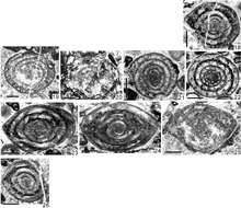 Image de Tsukumiella tsukumiensis Kobayashi 2013