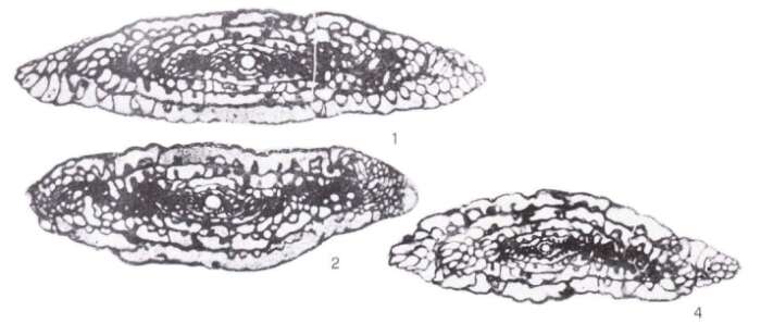 Image of Undatafusulina asiatica Leven 1998