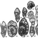 Neoendothyranella wildei Nestell & Nestell 2006 resmi