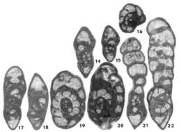 Image of Neoendothyranella wildei Nestell & Nestell 2006