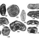 Image of Pseudohemigordius incredibilis Nestell & Nestell 2006