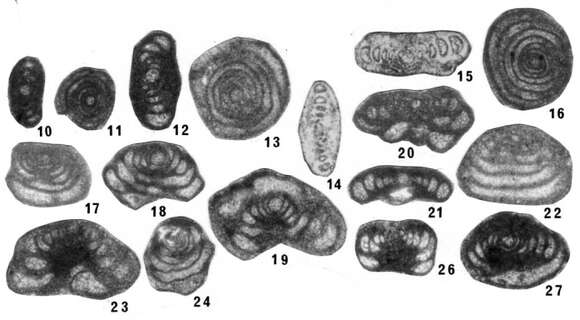 Image of Pseudohemigordius incredibilis Nestell & Nestell 2006