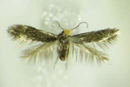 Image of Fomoria septembrella (Stainton 1849) Beirne 1945