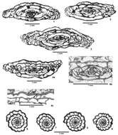 Image of Douglassites sprucensis Read & Nestell 2018