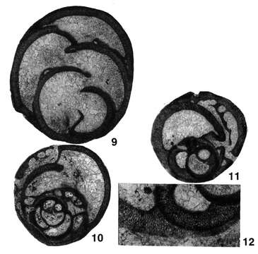 Image of Urushtenella latebrosa Pronina-Nestell 2001