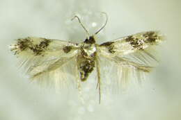 Image of Etainia decentella (Herrich-Schäffer 1855) Beirne 1945