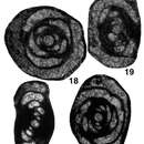 Image of Pseudomidiella labensis Pronina-Nestell 2001