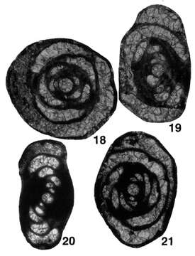 Image of Pseudomidiella labensis Pronina-Nestell 2001