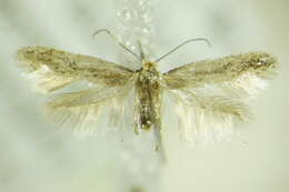 Sivun Trifurcula squamatella Stainton 1849 kuva