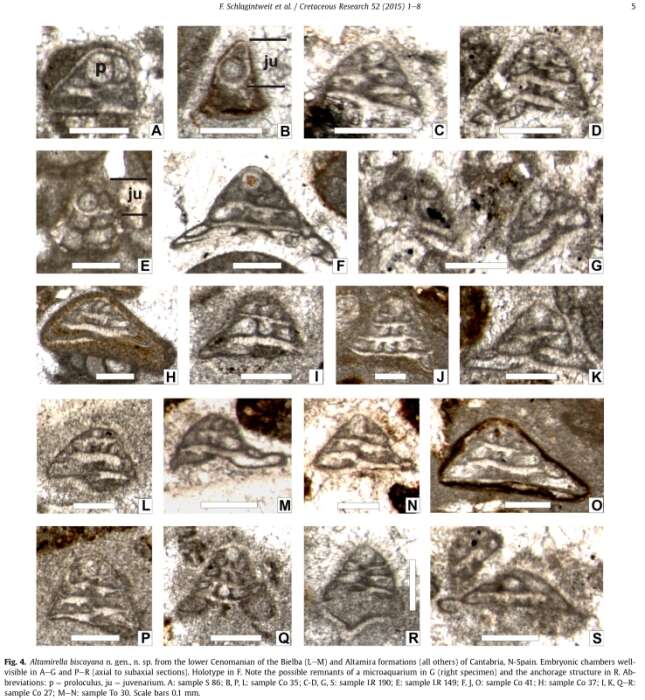 Image of Altamirella biscayana Schlagintweit, Rigaud & Wilmsen 2015