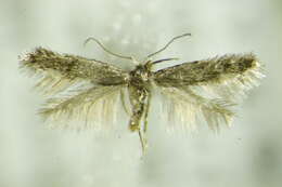 Image of Fomoria weaveri (Stainton 1855) Beirne 1945
