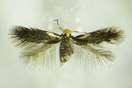 Image of Stigmella ruficapitella (Haworth 1828) Beirne 1945