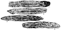 Image de Crenulosepta inyoensis Stevens & Stone 2009