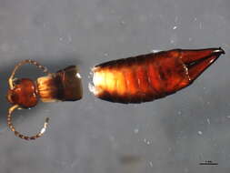 Image of Ringlegged earwig