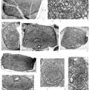 Sivun Dilatofusulina orthogonios (Sheng & Sun 1975) kuva