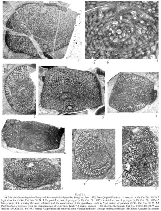 Image of Dilatofusulina orthogonios (Sheng & Sun 1975)