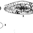 Image of Advenella bifurcata Wilde 2006