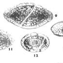 Image of Nagatodarvasiella hidalgoensis Wilde 2006