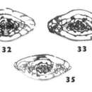 Image of Tumulotriticites tumidus Wilde 2006