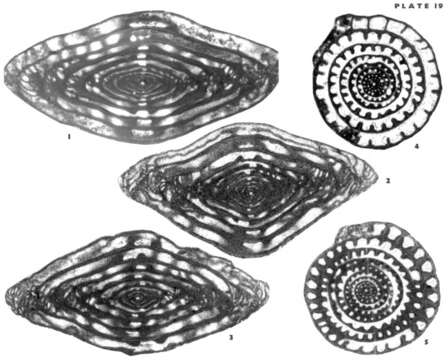 Image of Zellerella hidalgoensis Wilde 2006