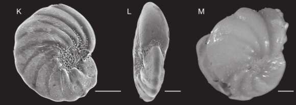 Image of Nonion boueanum (d'Orbigny 1846)