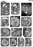 Image of Endothyranopsis solida Hance, Hou & Vachard 2011