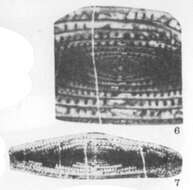 Plancia ëd Minojapanella fusiformis Sosnina 1968