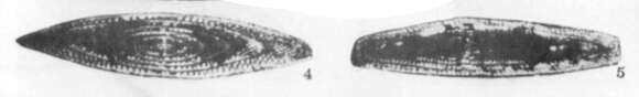 Image of Minojapanella fusiformis Sosnina 1968