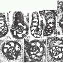 Image of Rectocribranopsis hirosei (Okimura 1965)