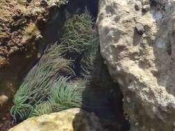 Image of Snakelocks anemone