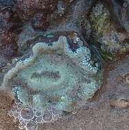 Image of sea anemones