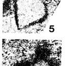 Image de Petchorina schezhimovensis Reitlinger 1962