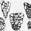 Image de Juferevella tomiensis Zadorozhnyy 1987