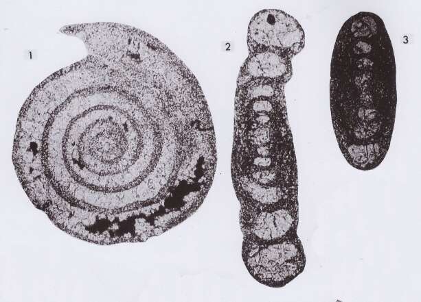 Image de Lapparentidiscus bokanensis Vachard 1980